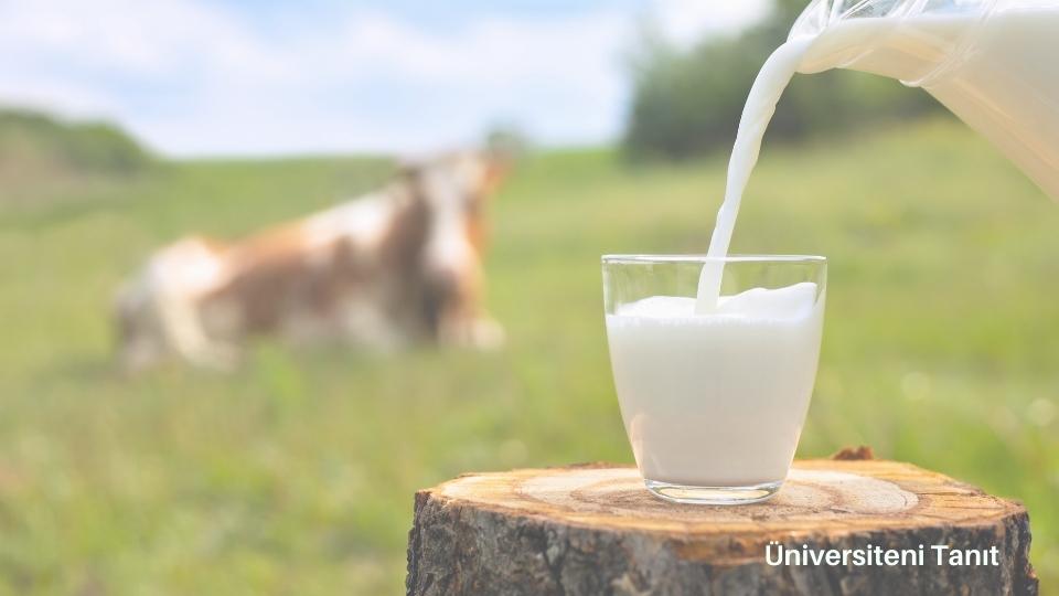 Süt Ve Besi Hayvancılığı Bölümü Nedir? İş Olanakları Nelerdir?